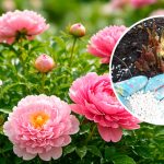 Секрет пышных пионов: что сделать весной, чтобы кусты радовали цветением
