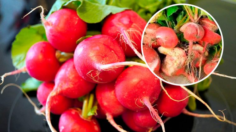 Редис под угрозой: одна ошибка – и урожай пойдет трещинами