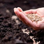 Секрет огородников: как через минуту отсеять плохие семена перед посевом