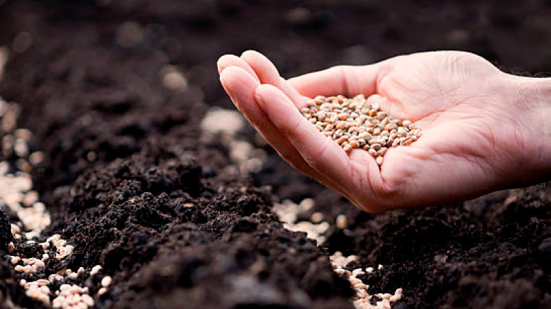 Секрет огородников: как через минуту отсеять плохие семена перед посевом