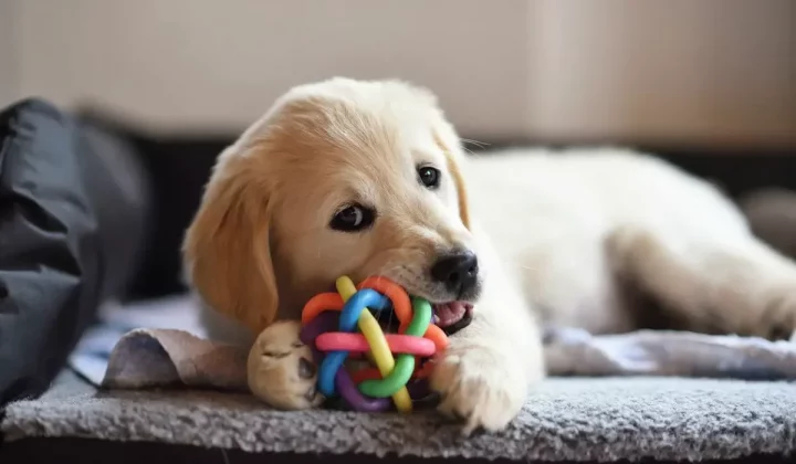 Golden retriever with med tyggeleke 1200x700 1 e1779731875420