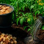 Хлебная подкормка для щедрого урожая: овощи будут расти как на дрожжах
