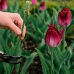 Не спешите срезать тюльпаны: одна ошибка может лишить вас пышного цветения следующей весной
