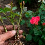 🌹 Как легко укоренить розу в песке: проверенный способ для отличного результата 11 Roza