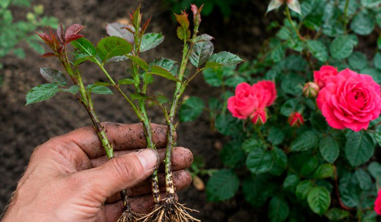 🌹 Как легко укоренить розу в песке: проверенный способ для отличного результата 1 Roza